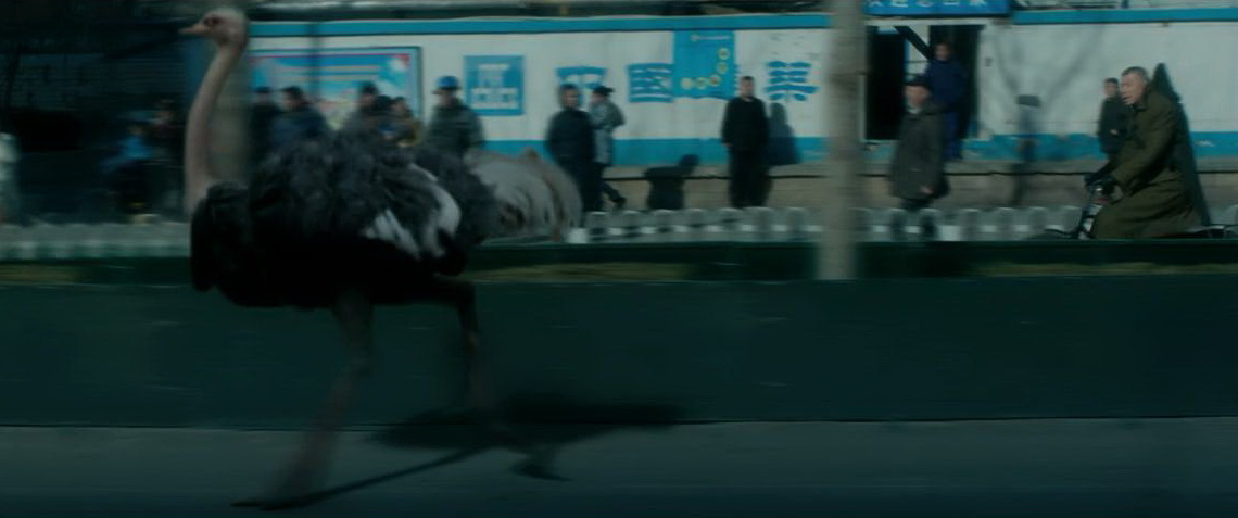 鸵鸟奔跑的路