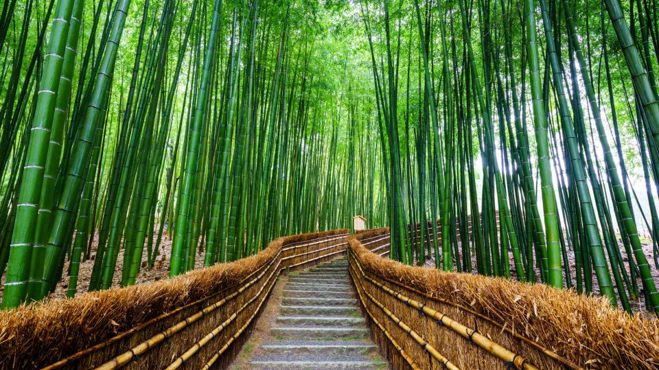 嵯峨野竹林小径