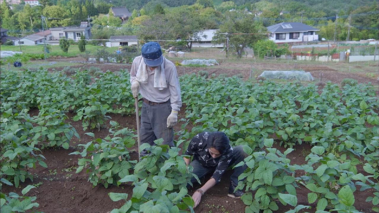 聪帮蜂矢干农活