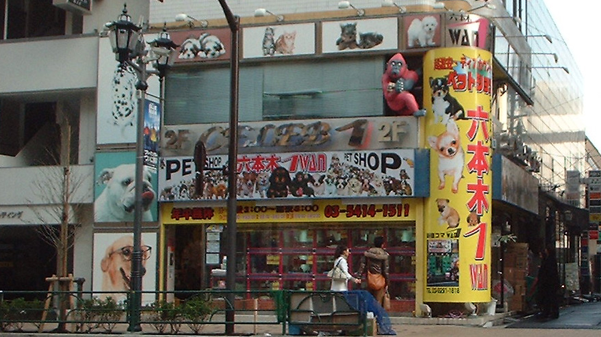WAN六本木宠物店