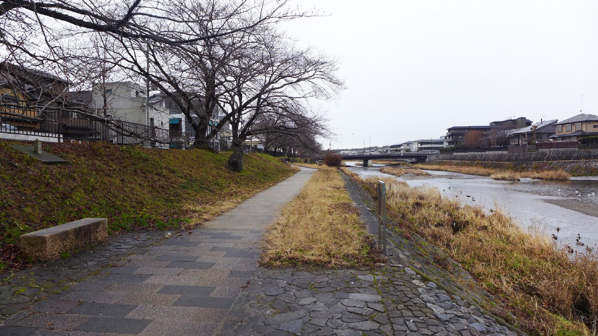 高野川河岸（白川疏水道附近）