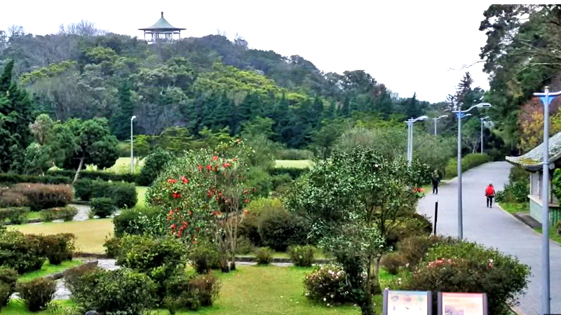 阳明山杜鹃茶花园