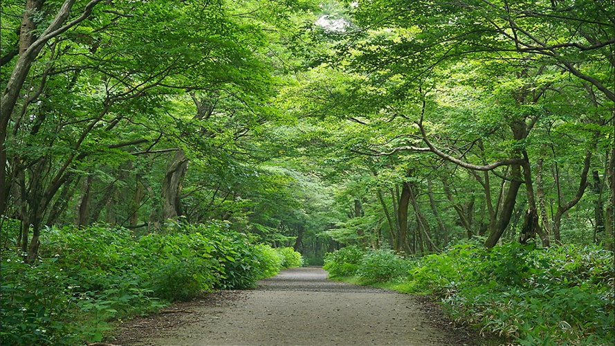 思连伊森林步道