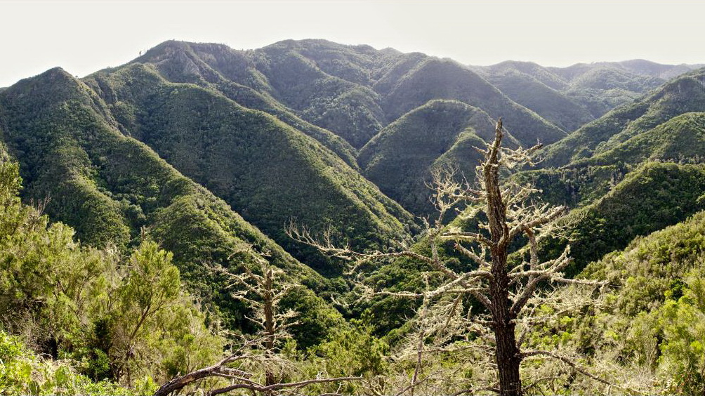 特诺山