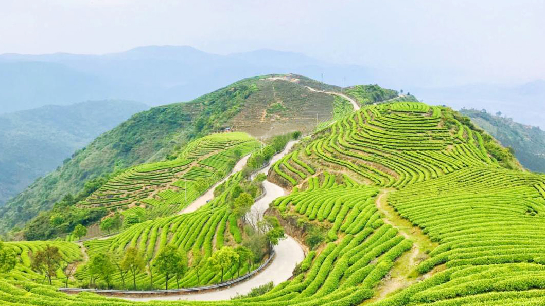 炉峰山茶场