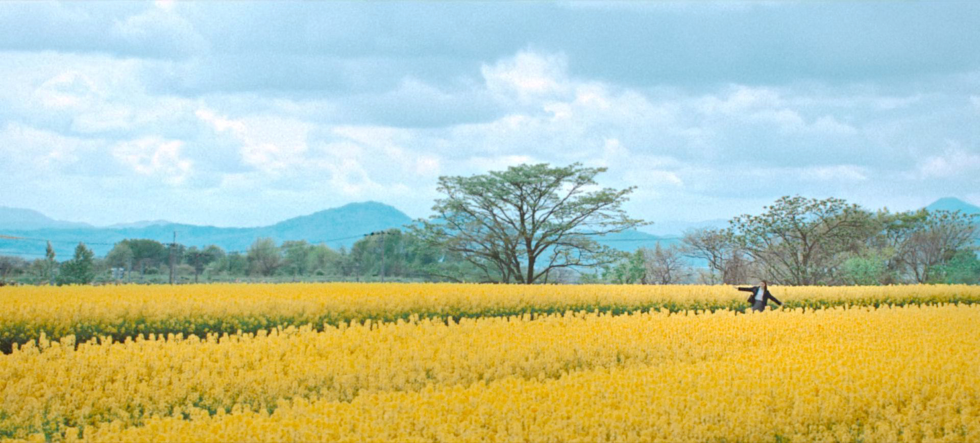也英经过油菜花田