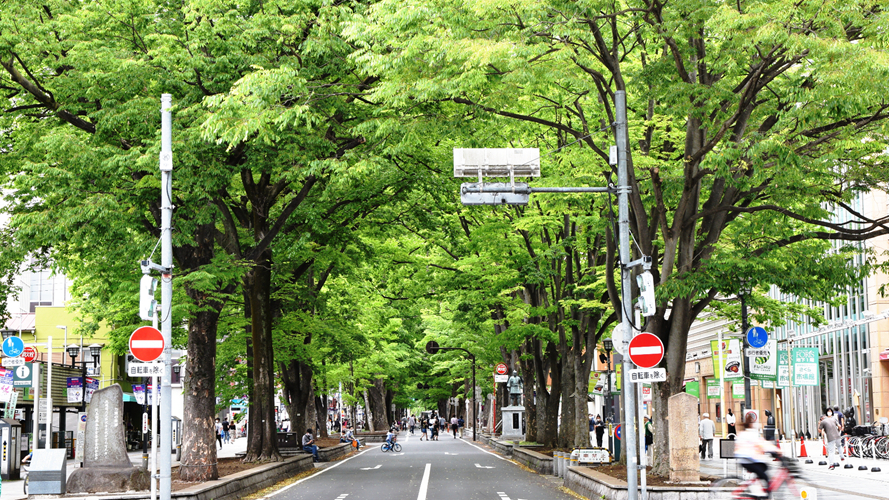 榉树大道