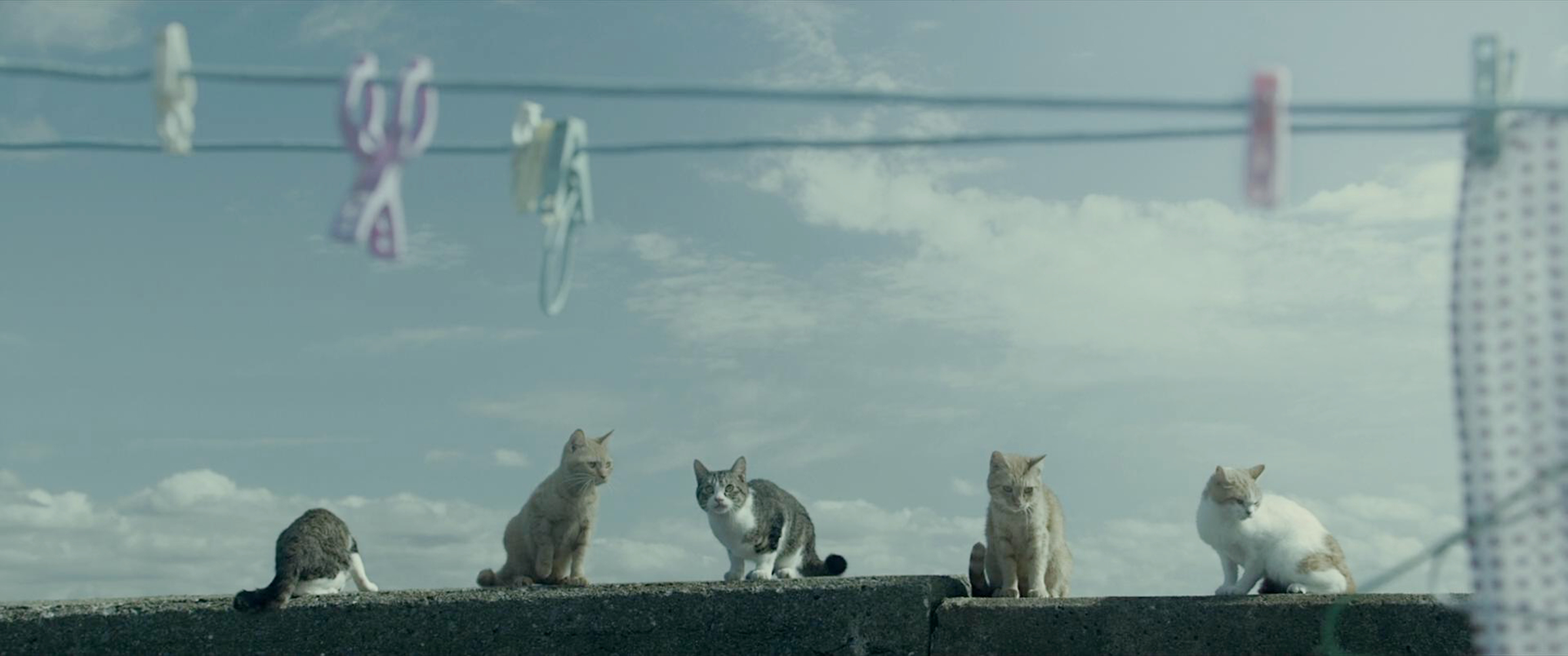 五猫海堤