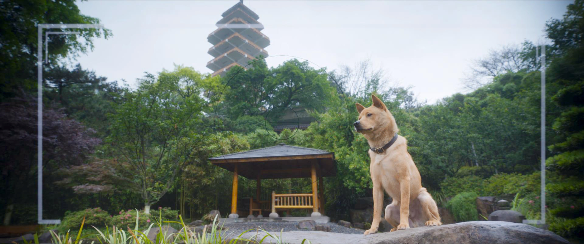 教授给狗拍照