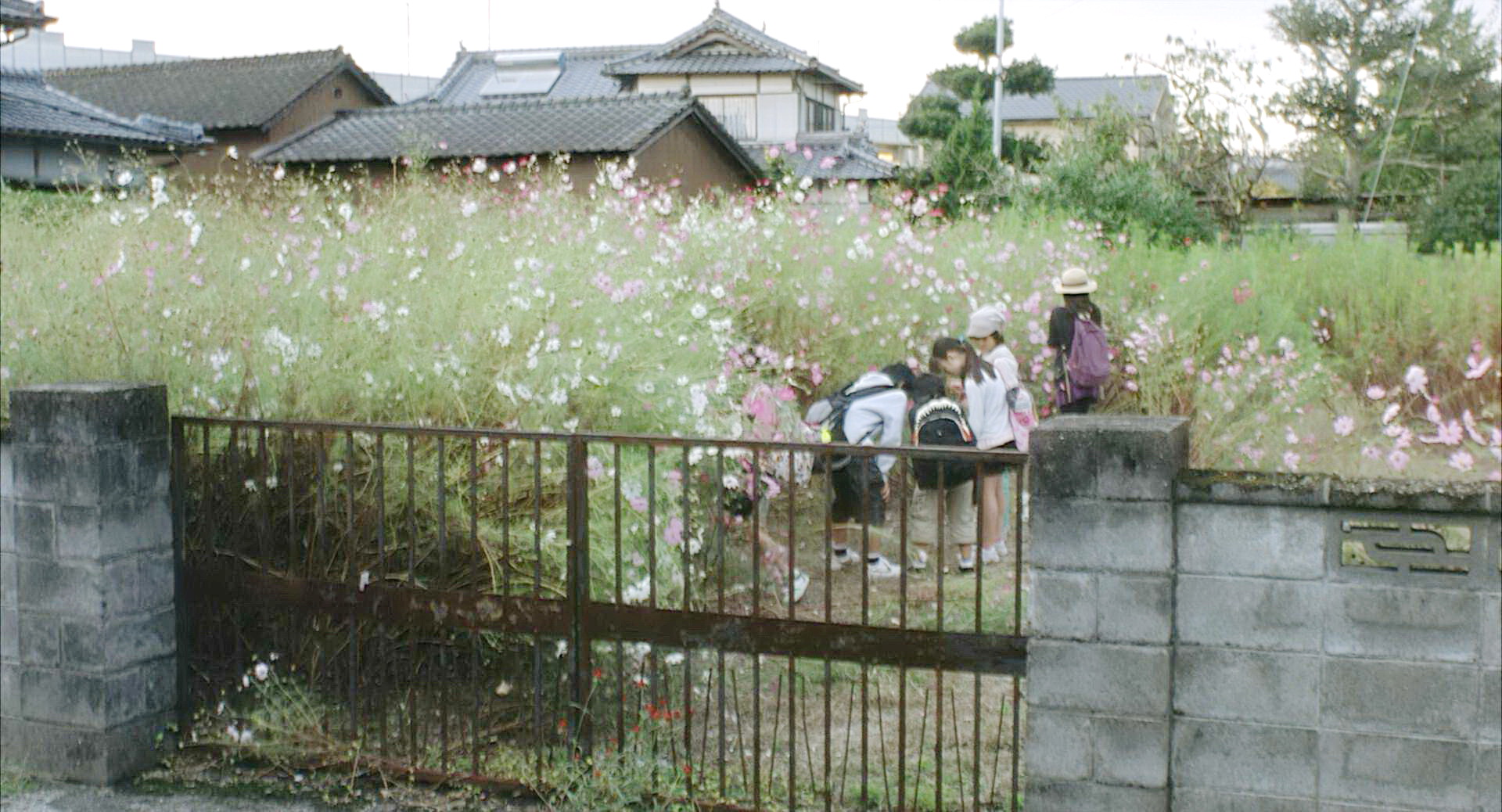 大波斯菊花园