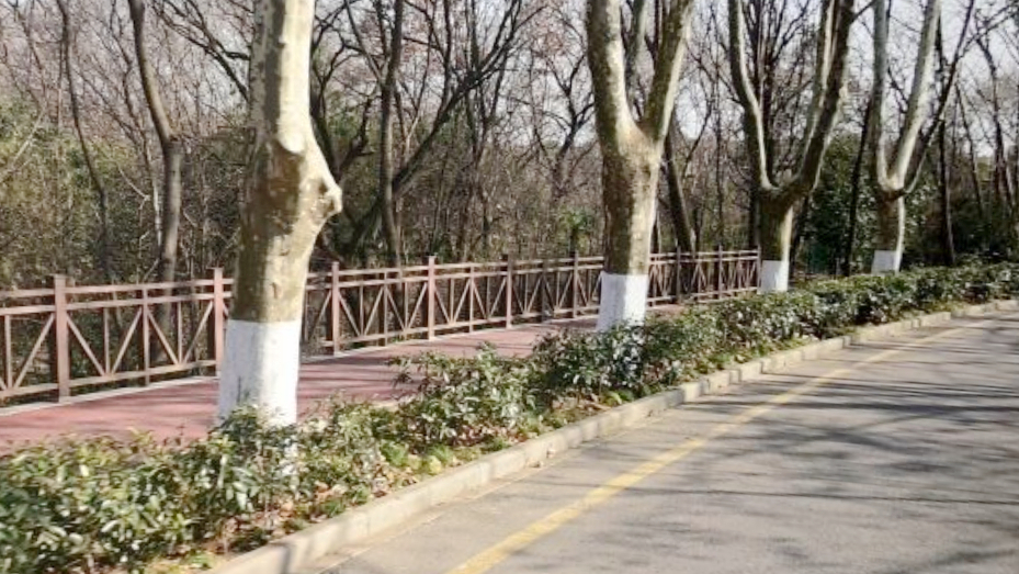 紫金山绿道体育公园段