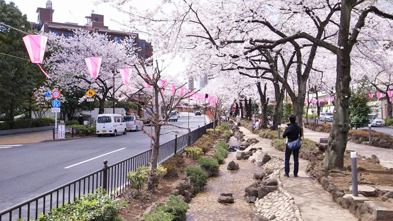 播磨坡樱花道