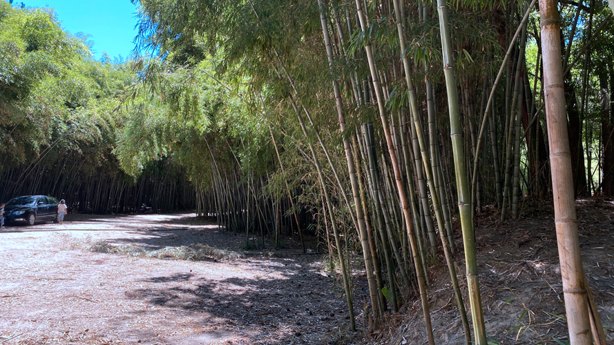 先锋小竹林