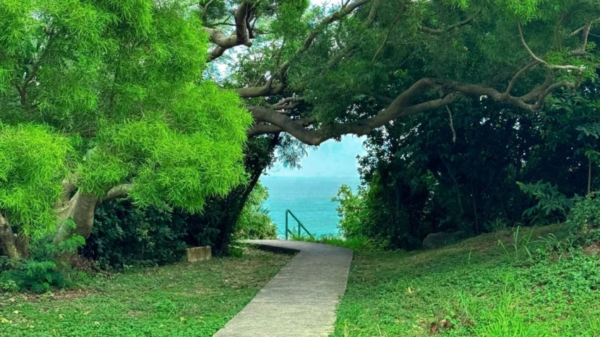 竹湾心形树洞