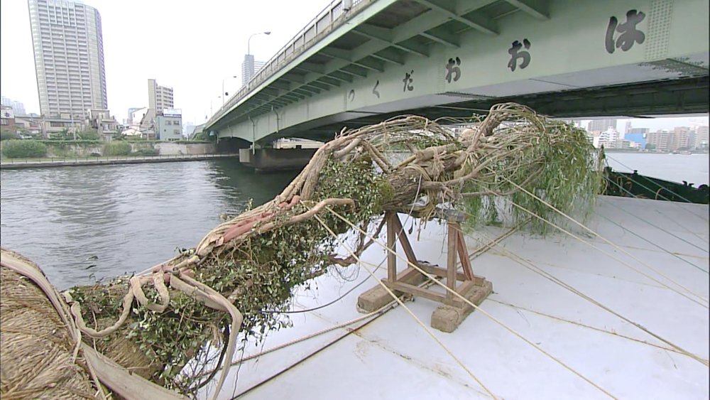 柳树被船运走