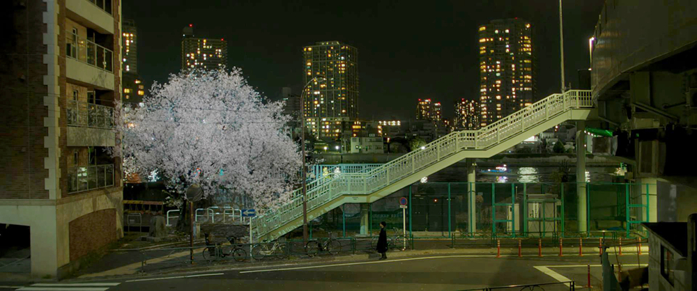 藤代仰望樱花树