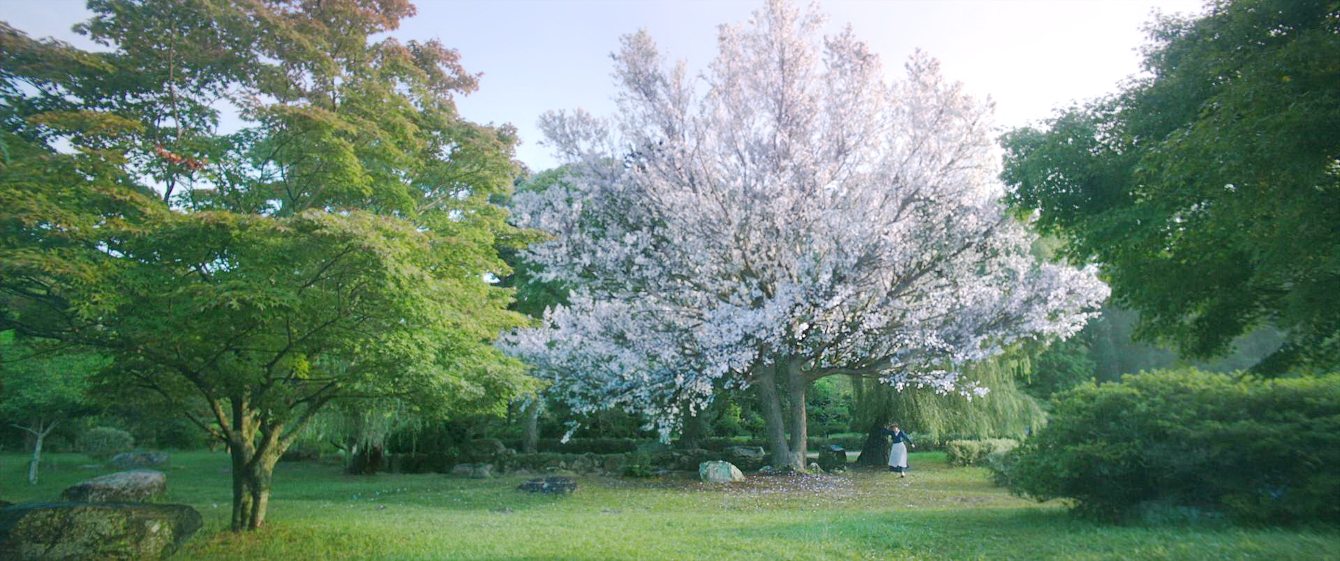 樱花树所在地