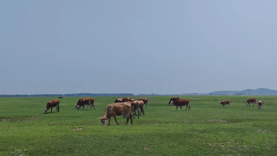 辽河渡口湿地