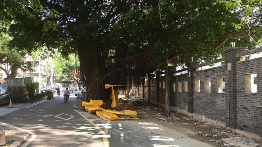 程埔路大榕树